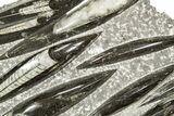 Polished Fossil Orthoceras (Cephalopod) Plate - Morocco #359669-1